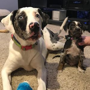 Meet your Posher, Alison